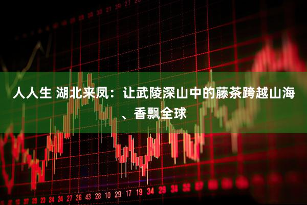 人人生 湖北来凤：让武陵深山中的藤茶跨越山海、香飘全球